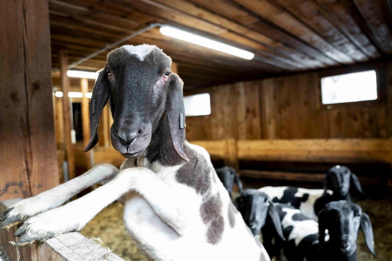 Appartamento Adlerhof Sankt Leonhard im Pitztal Esterno foto